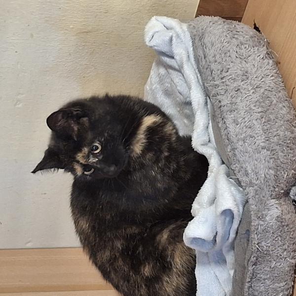 Europäische Hauskatze